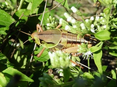 Brachystola behrensii