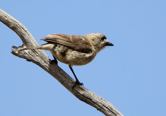 Aphelocephala leucopsis