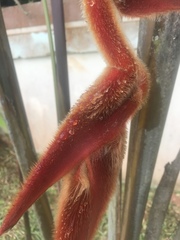 Heliconia vellerigera