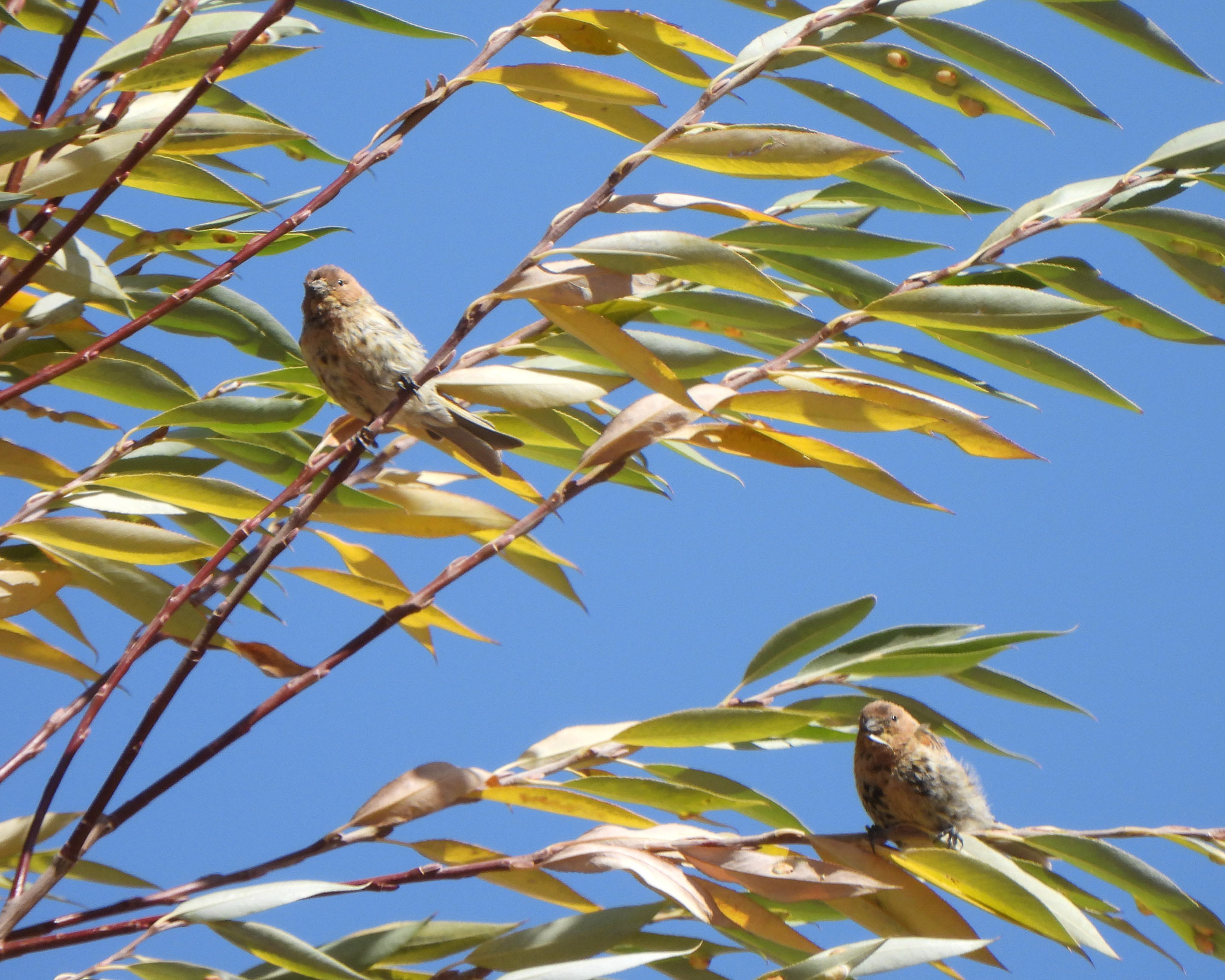 Red-fronted Serin