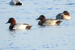 Aythya ferina