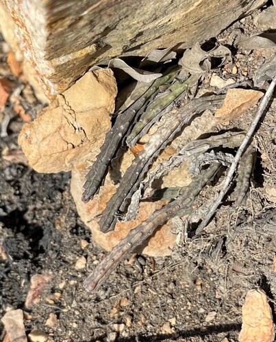 Gonostemon baylisii (L.C.Leach) P.V.Heath