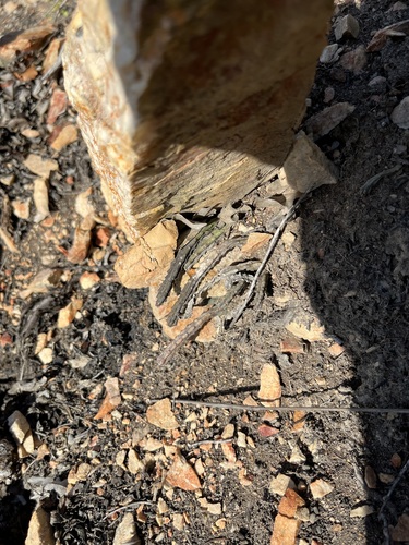 Gonostemon hirsutus var. baylissii 2