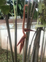 Heliconia vellerigera