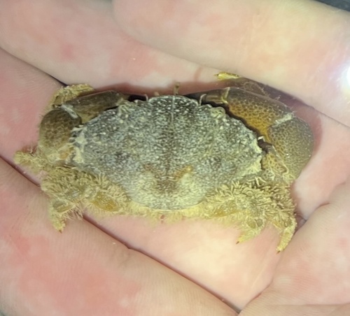 Etisus laevimanus observed 2025-11-02