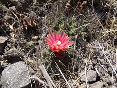 Eriosyce curvispina