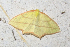 Sirinopteryx