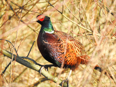Phasianus colchicus