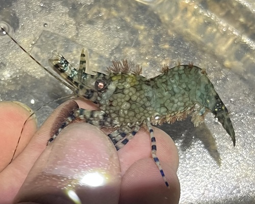 Saron marmoratus observed 2025-11-02