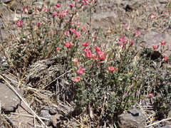 Viviania marifolia