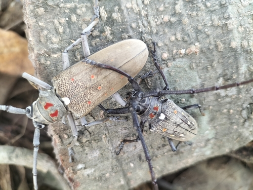 Mango Stem Borer
