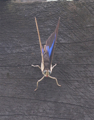 Charaxinae
