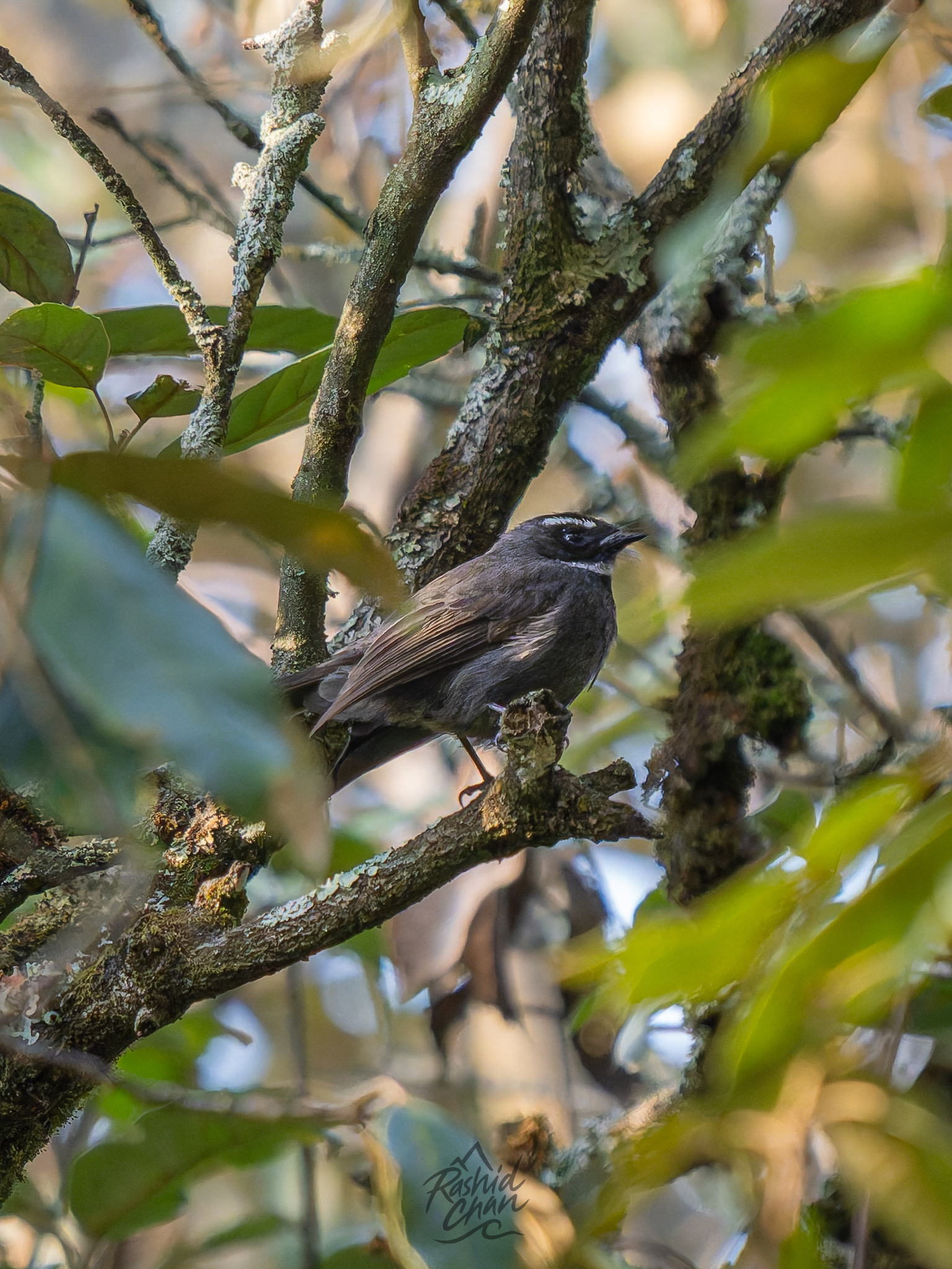 White-throated Fantail