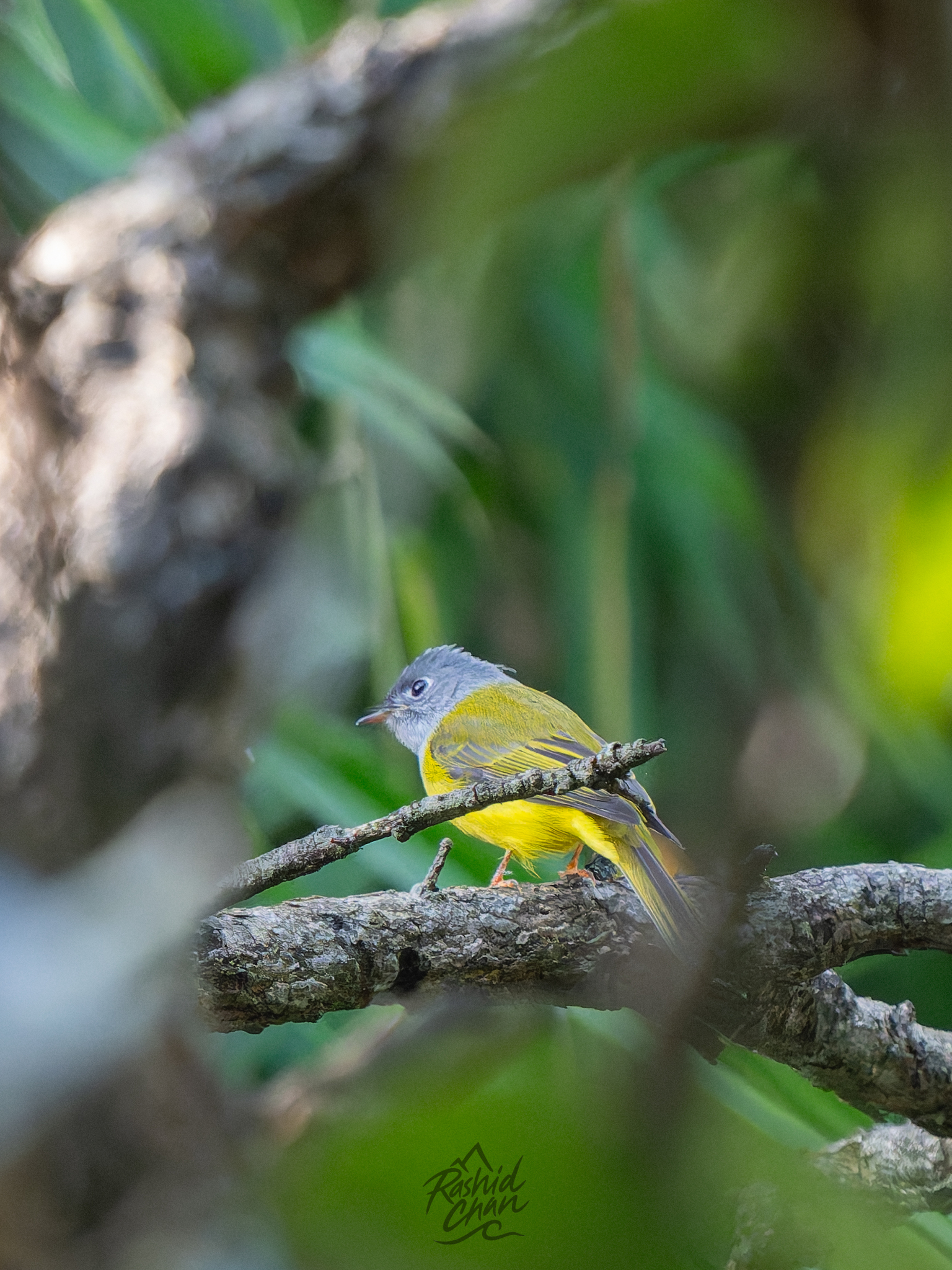 Grey-headed Canary-flycatcher