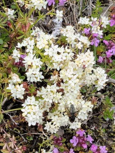 Slender Bedstraw (Galium normanii)