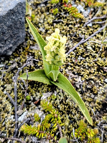 Leafy Northern Green Orchid (Platanthera hyperborea)