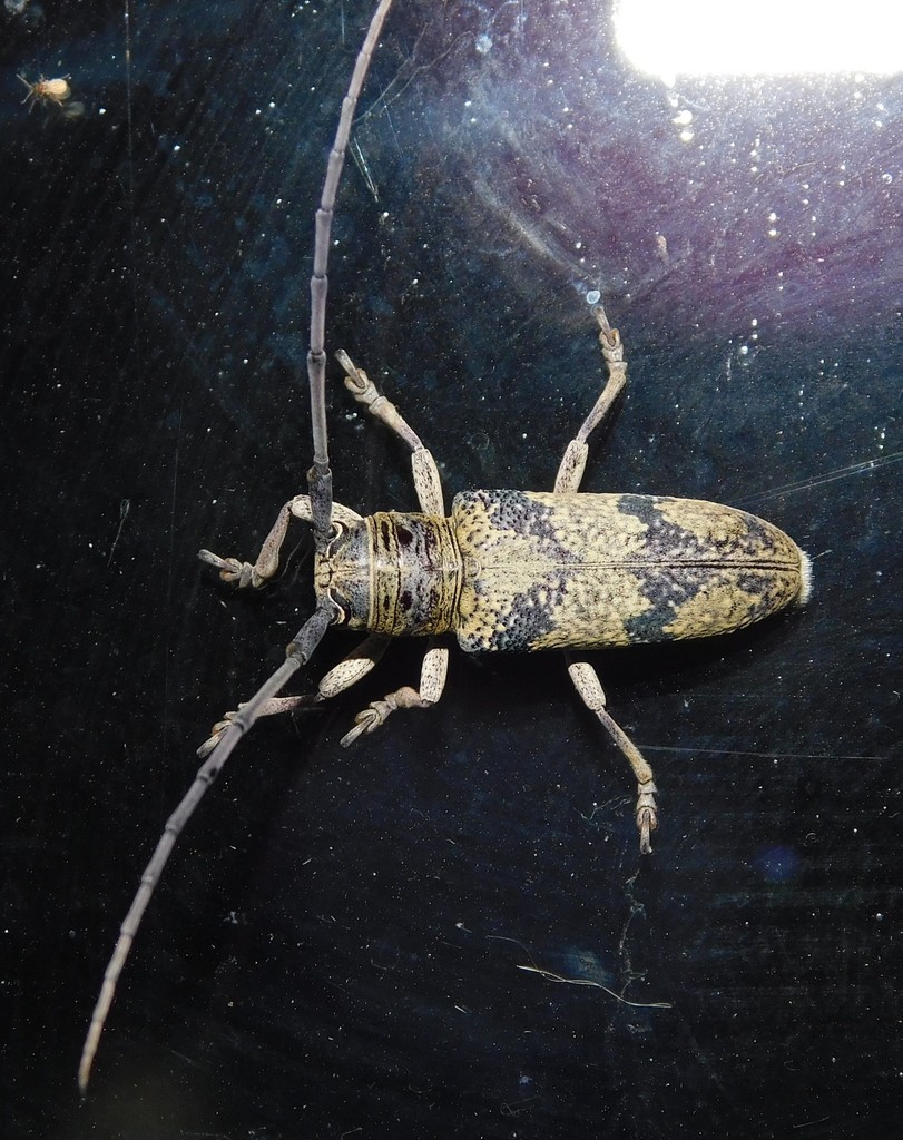 Prosopocera inermis