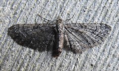 Eupithecia palpata