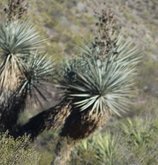 Yucca rigida