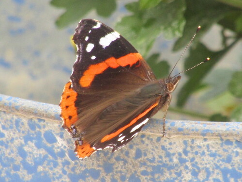 Red Admiral