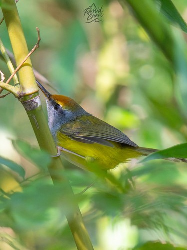 Mountain Tailorbird (Phyllergates cucullatus), photo 10