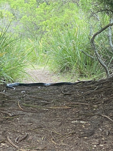 Red-bellied Black Snake sighting