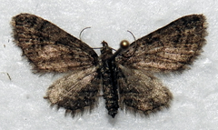 Eupithecia palpata