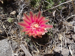 Eriosyce curvispina