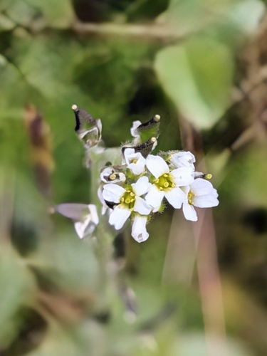 Hoary Whitlowgrass (Draba incana)