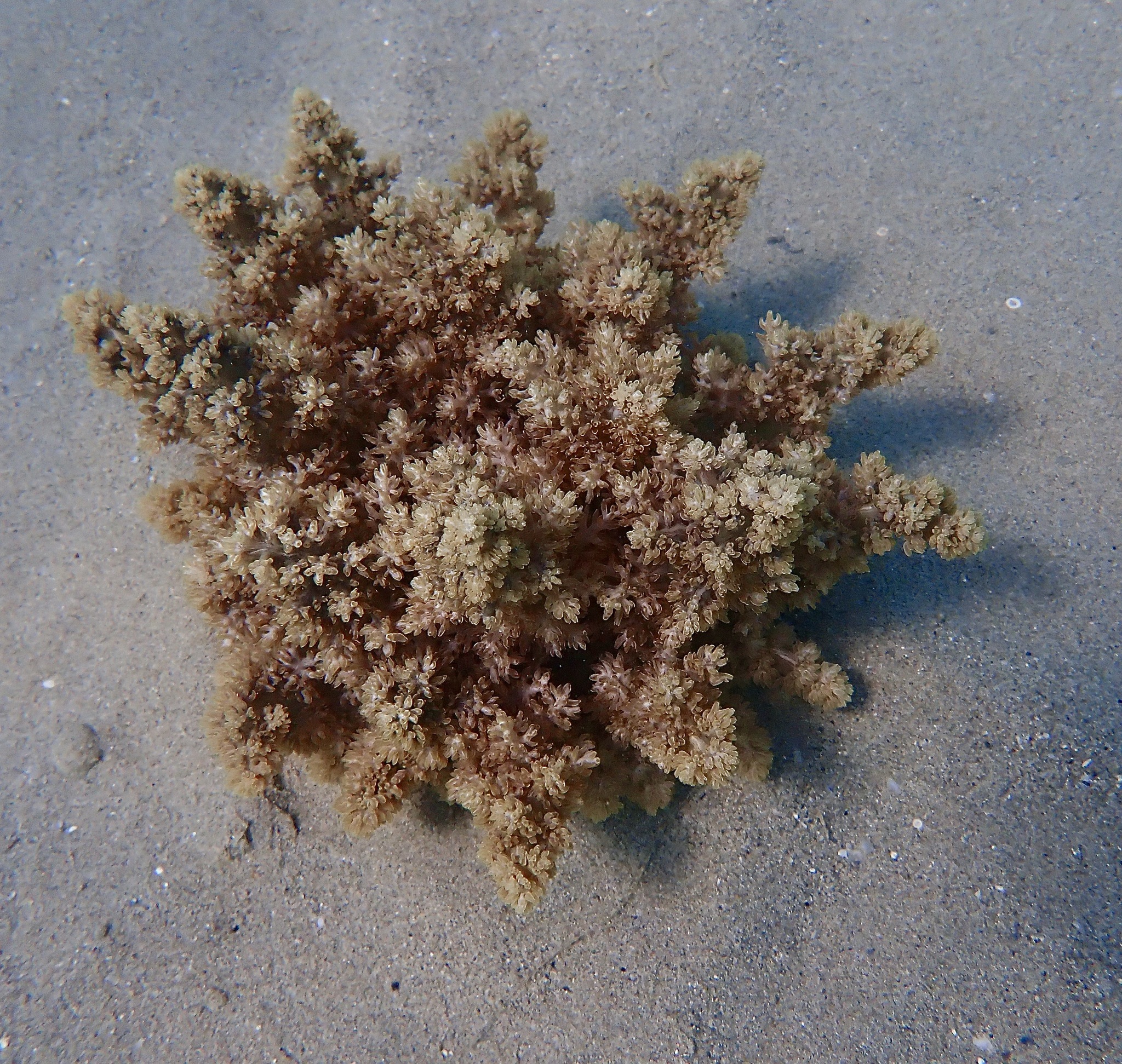 Actinodendron arboreum (Quoy & Gaimard, 1833)