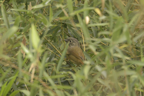 Huet's Fulvetta