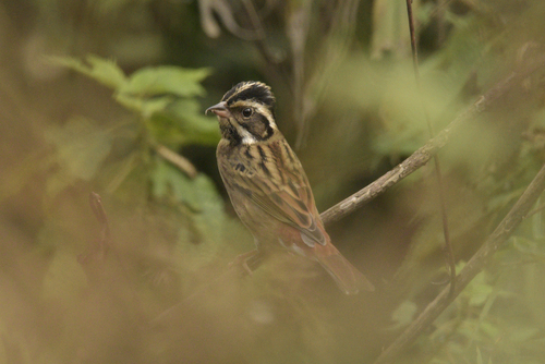 Tristram's Bunting