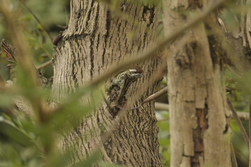 Speckled Piculet