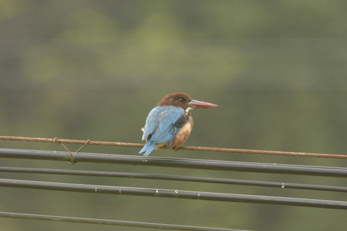 White-throated Kingfisher