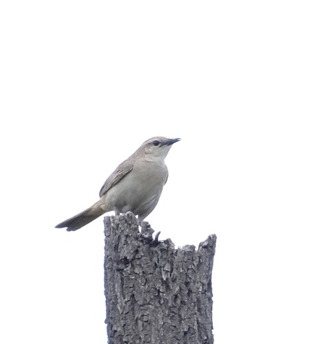 Rufous Songlark (Cincloramphus mathewsi), photo 6