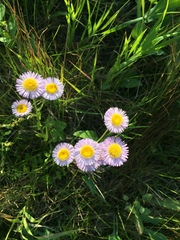 Erigeron glabellus