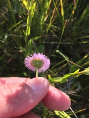 Erigeron glabellus