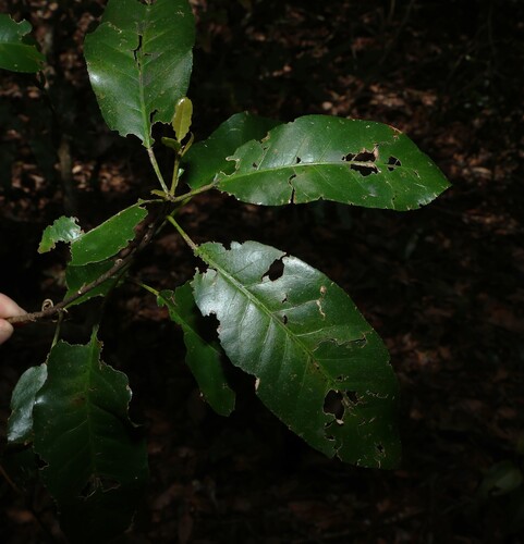 Croton verreauxii, photograph 2