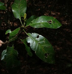 Croton verreauxii, photograph (c) Greg Tasney, some rights reserved (CC BY-SA)