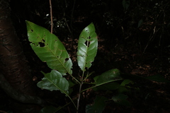 Croton verreauxii, photograph (c) Greg Tasney, some rights reserved (CC BY-SA)