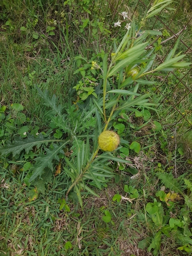 balloonplant