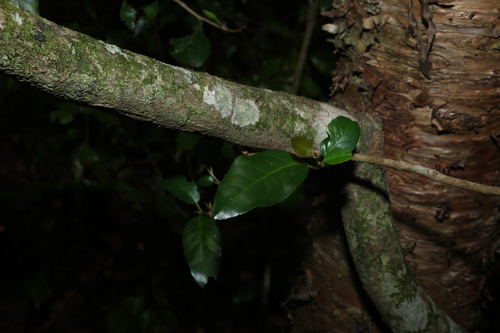Croton verreauxii, photograph 4