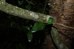 Croton verreauxii, photograph (c) Greg Tasney, some rights reserved (CC BY-SA)