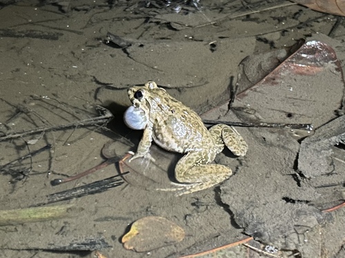 Fejervarya cancrivora