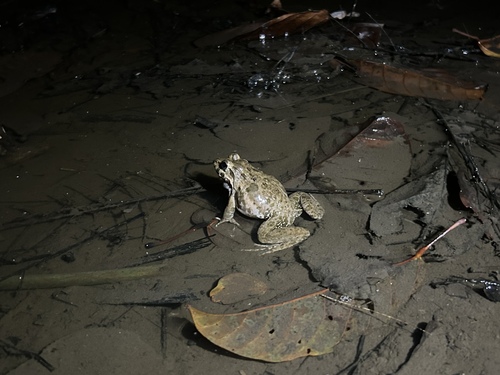 Fejervarya cancrivora