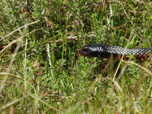 Red-bellied Black Snake sighting