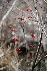 Smilax walteri