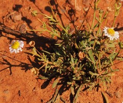 Brachyscome ciliaris