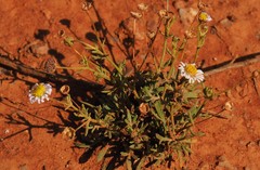 Brachyscome ciliaris