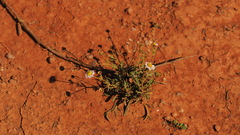 Brachyscome ciliaris